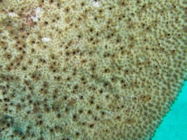 Sponge IMG 7287